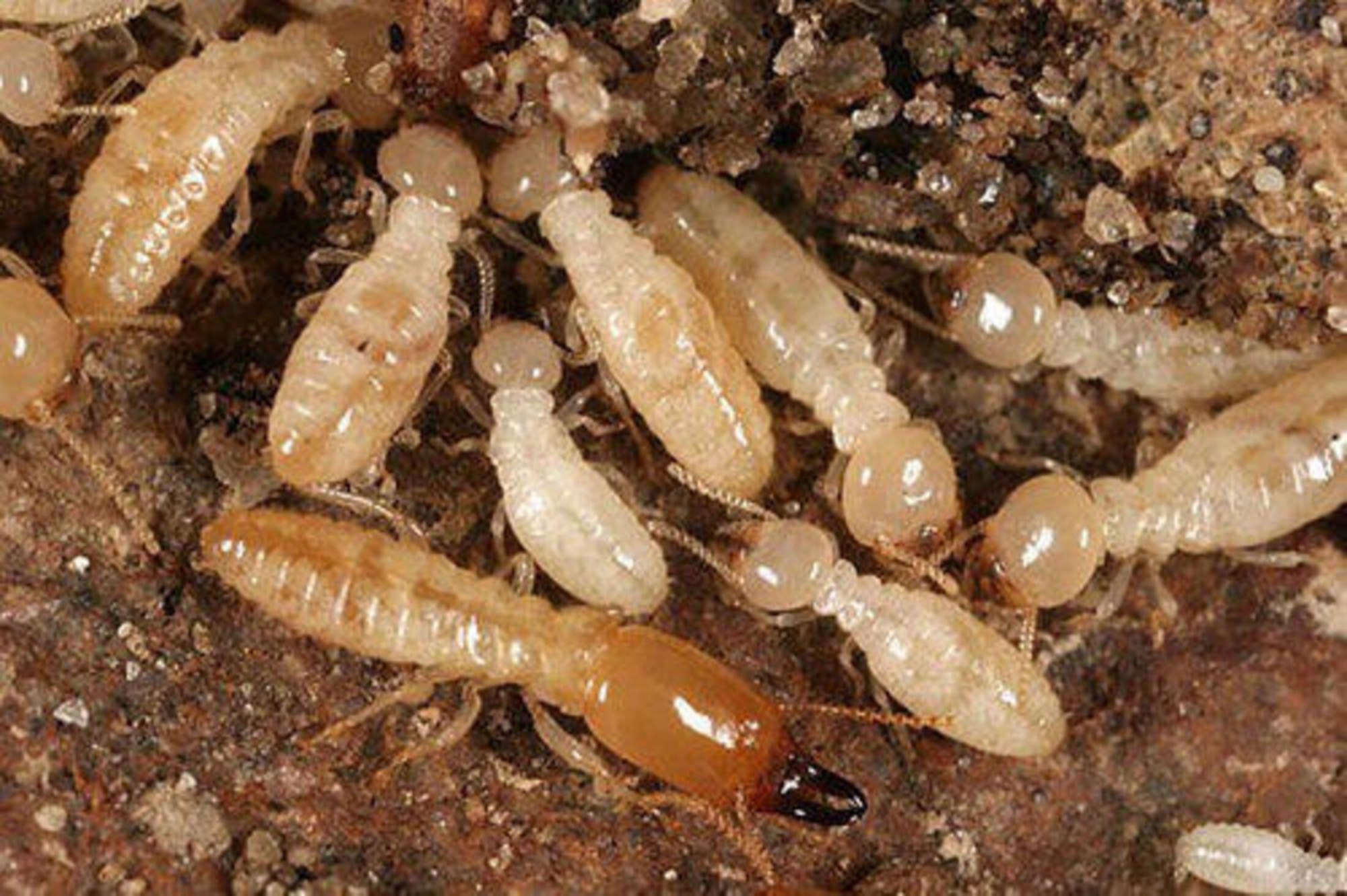 termite-treatment-service